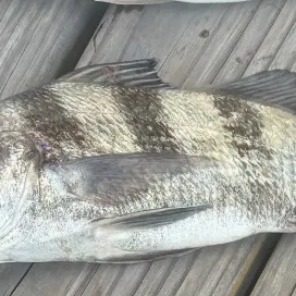 Black drum caught on Fishbrain