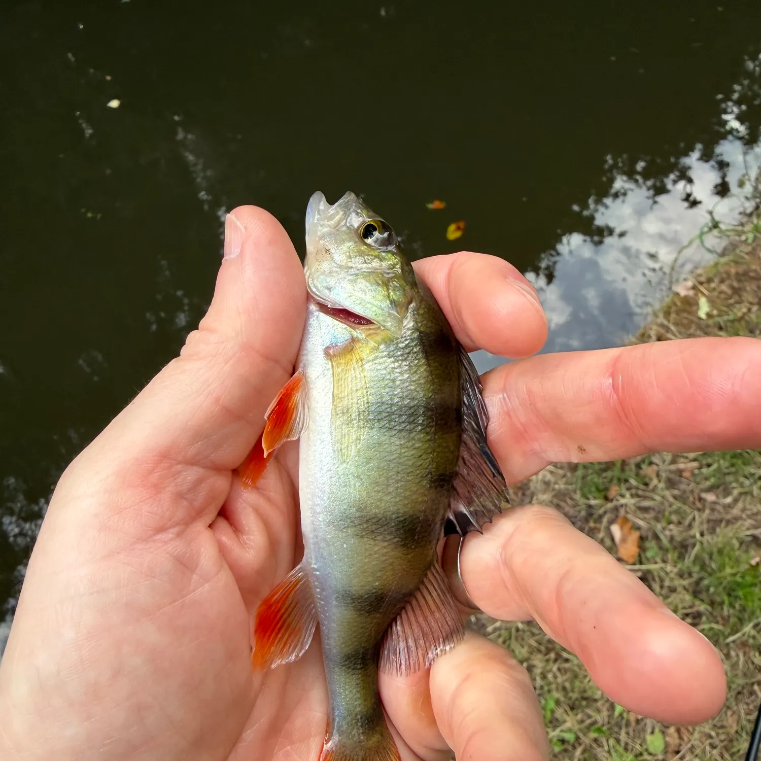 European perch caught on Fishbrain
