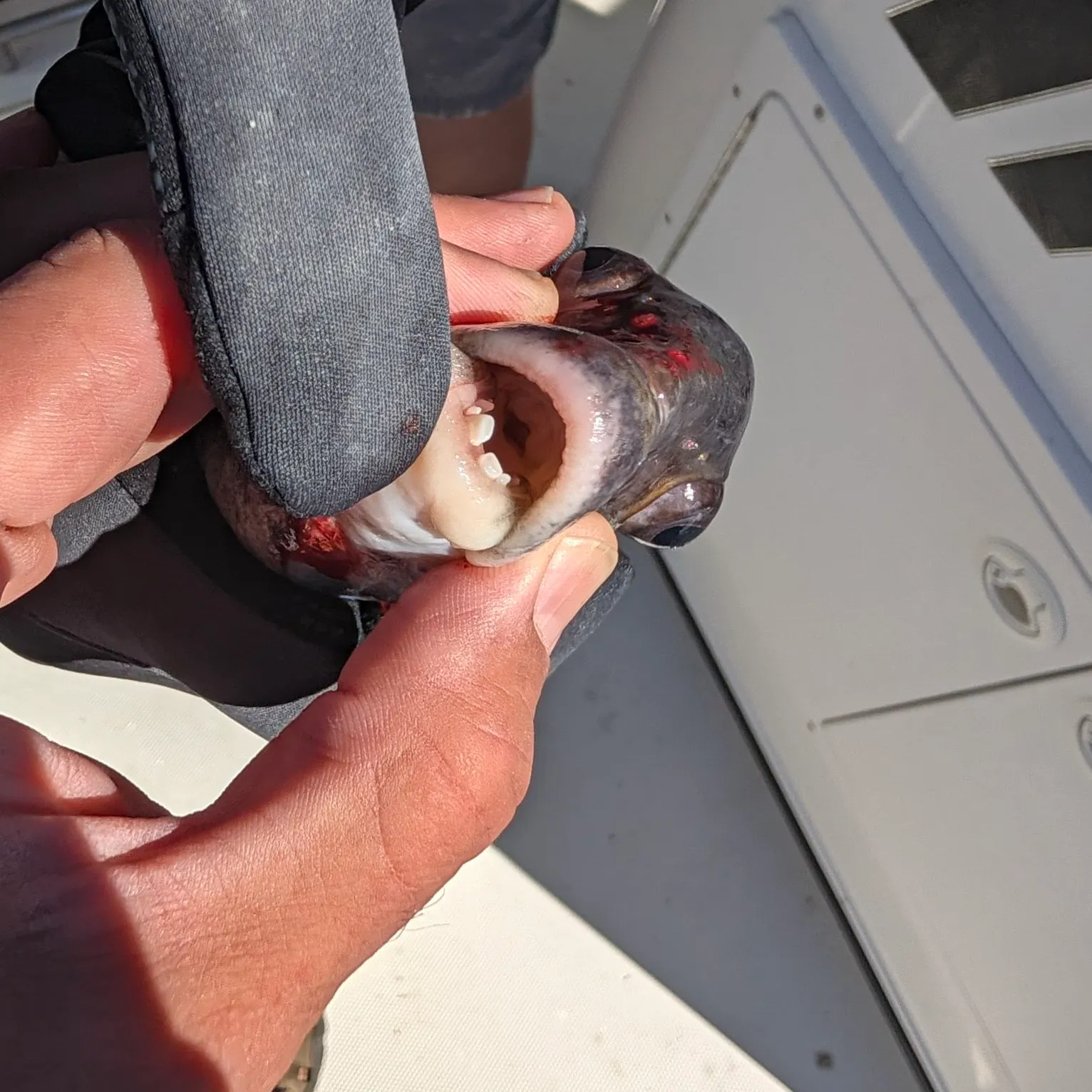 Tautog caught on Fishbrain