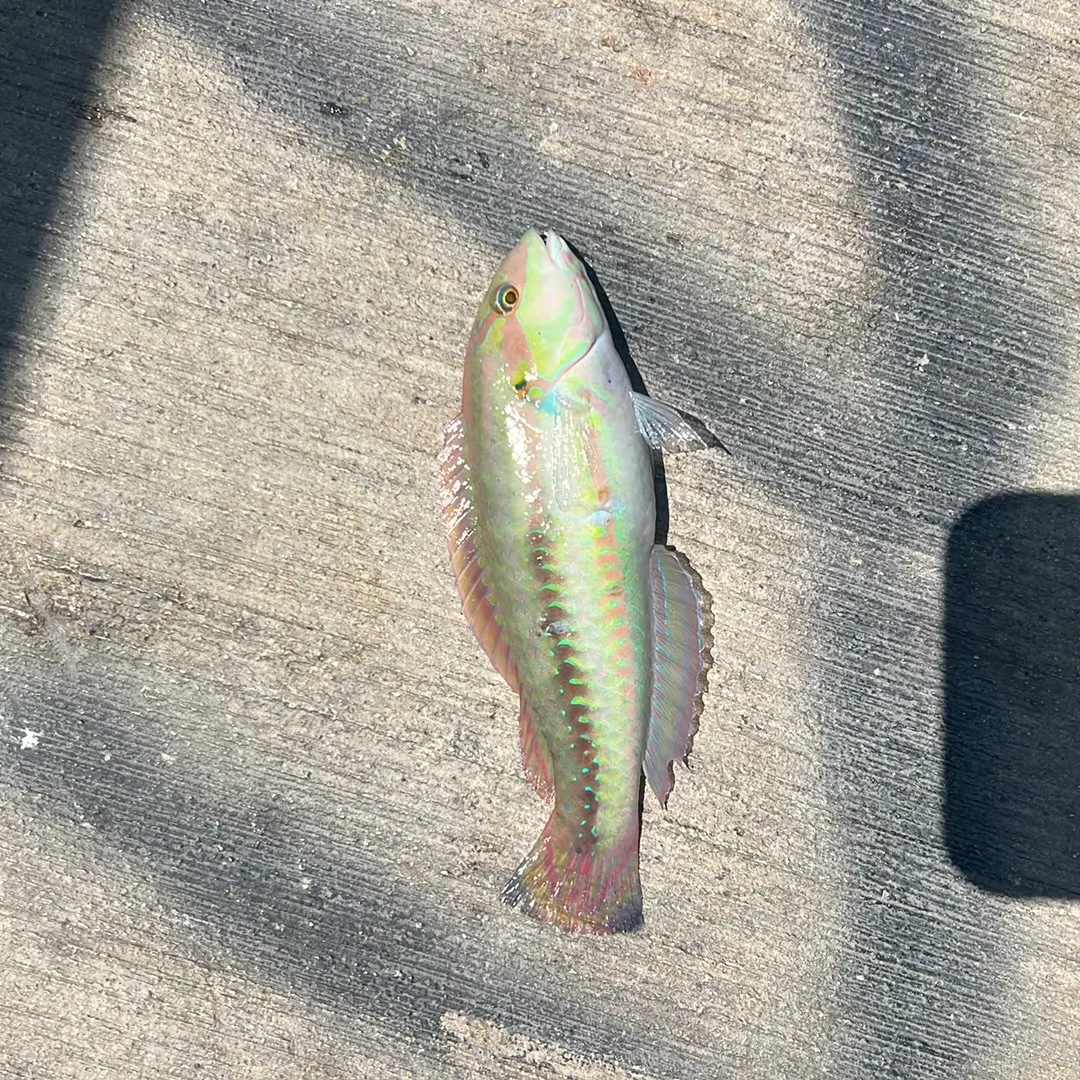 The most recent Sand perch catches on Fishbrain