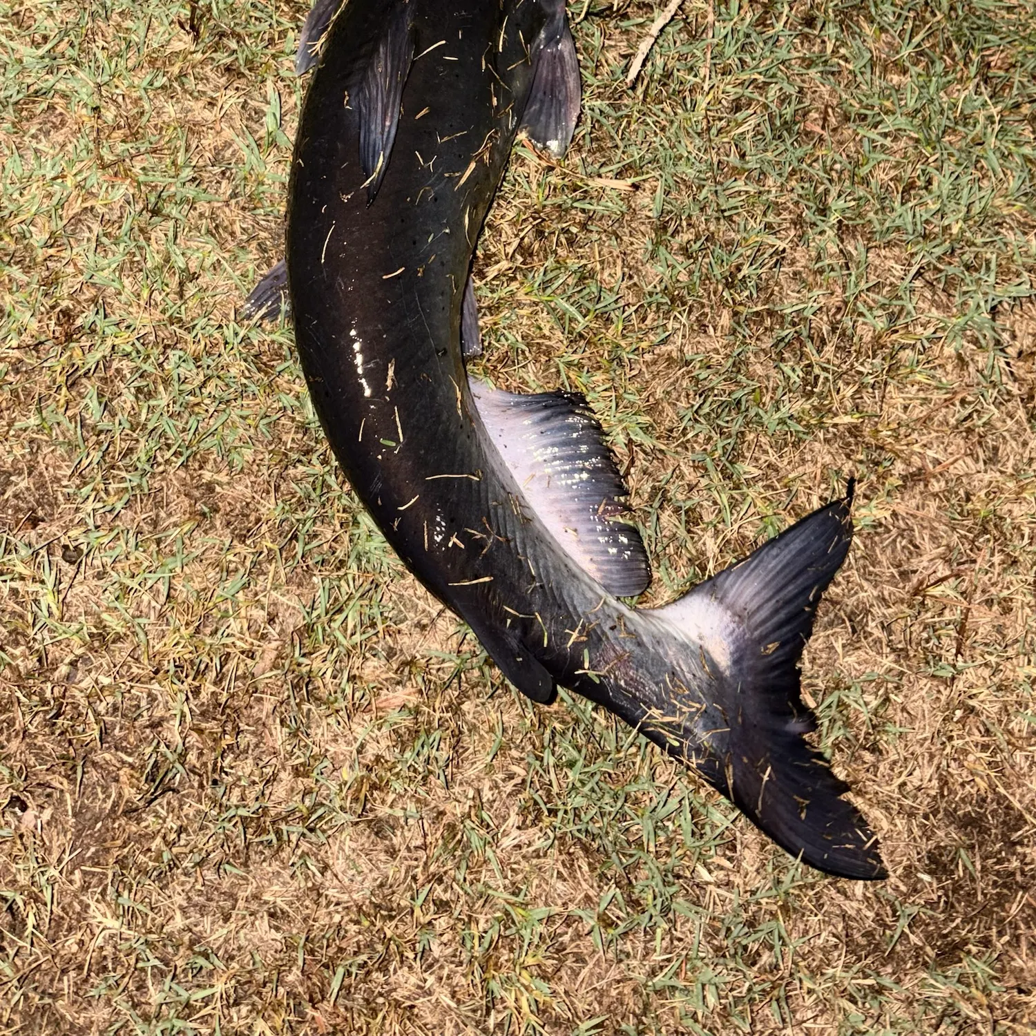 Channel catfish caught on Fishbrain