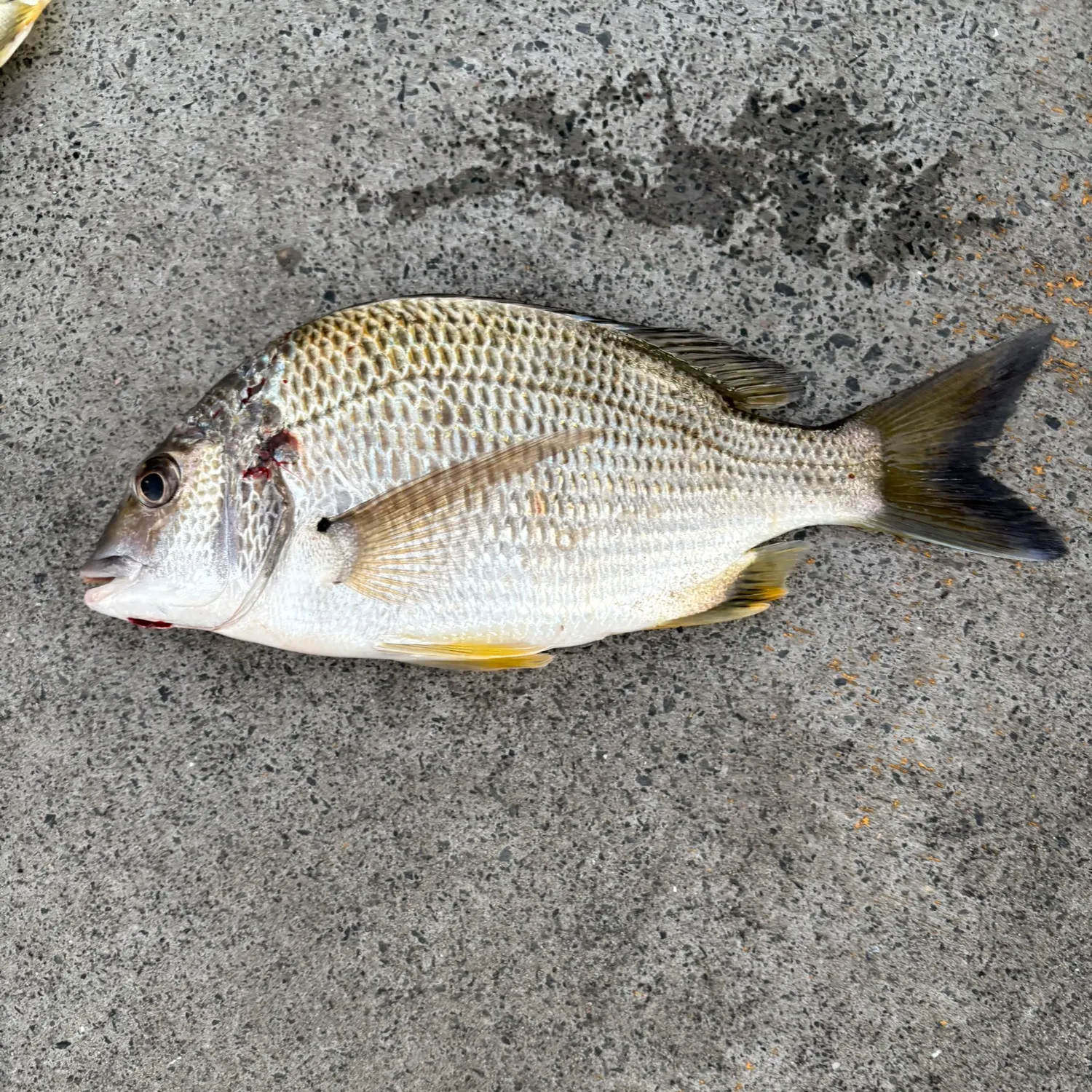 Surf bream caught on Fishbrain