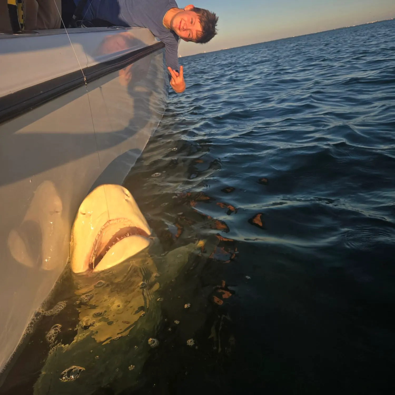 The most recent Lemon shark catches on Fishbrain