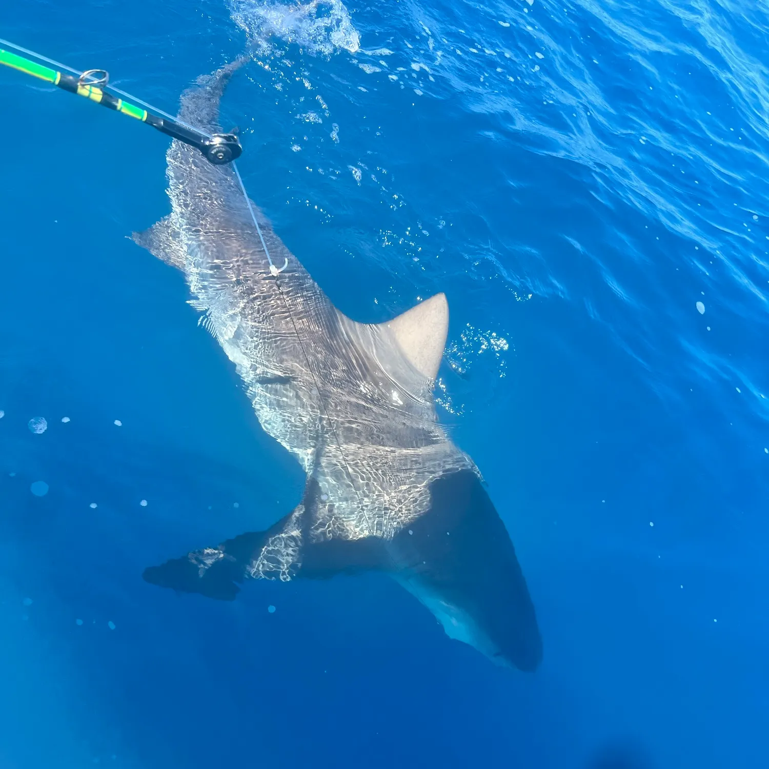 The most recent Bull shark catches on Fishbrain