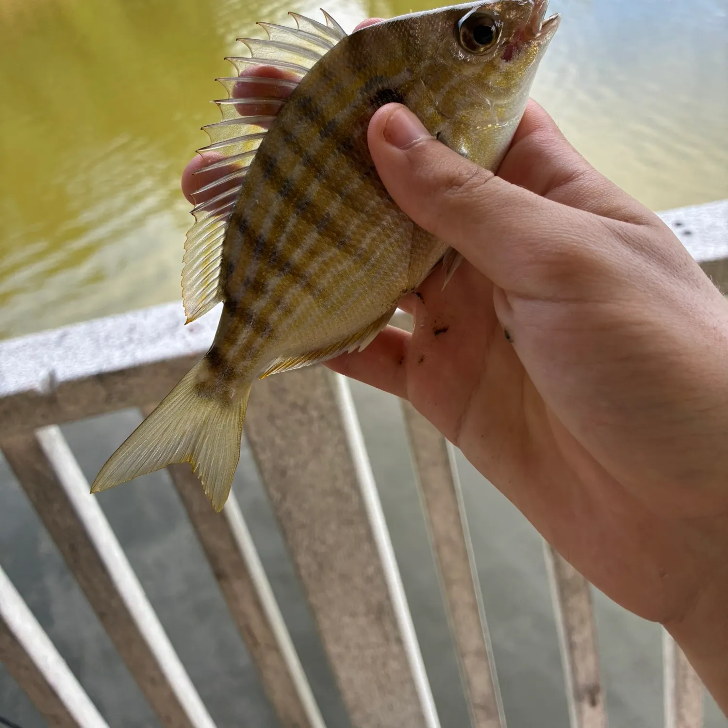 Pinfish caught on Fishbrain
