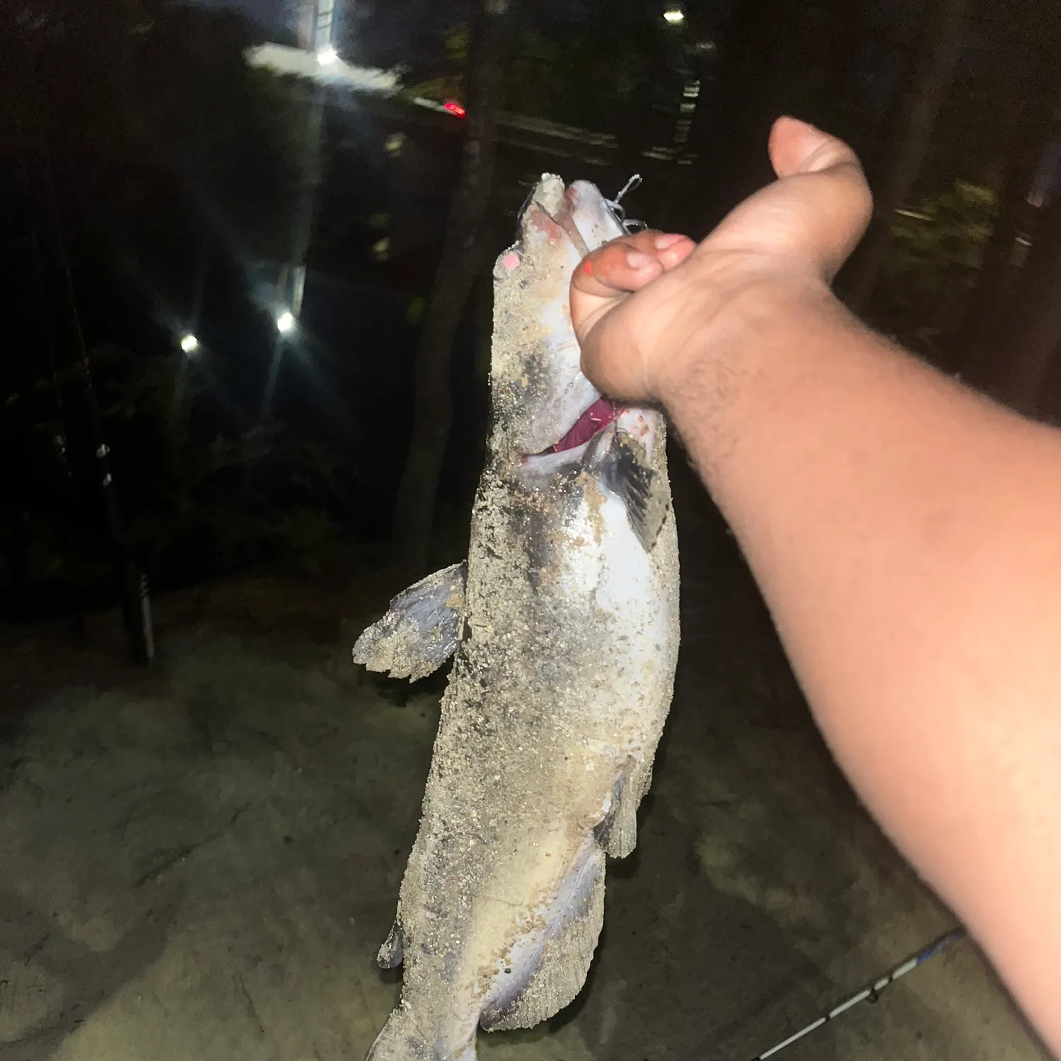 Blue catfish caught on Fishbrain