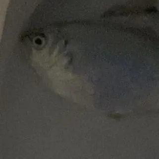 The most recent Redtail surfperch catches on Fishbrain