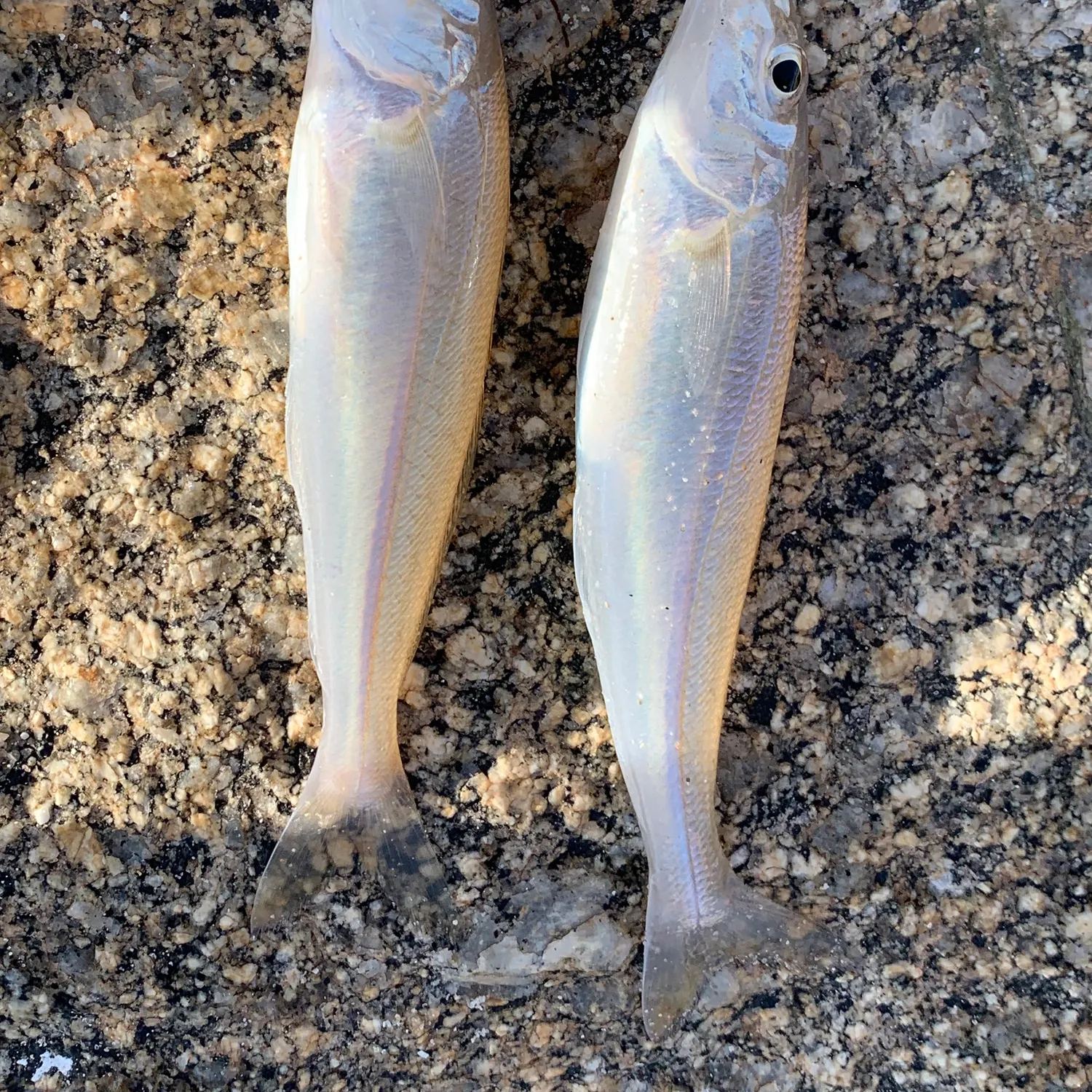 Sand sillago caught on Fishbrain