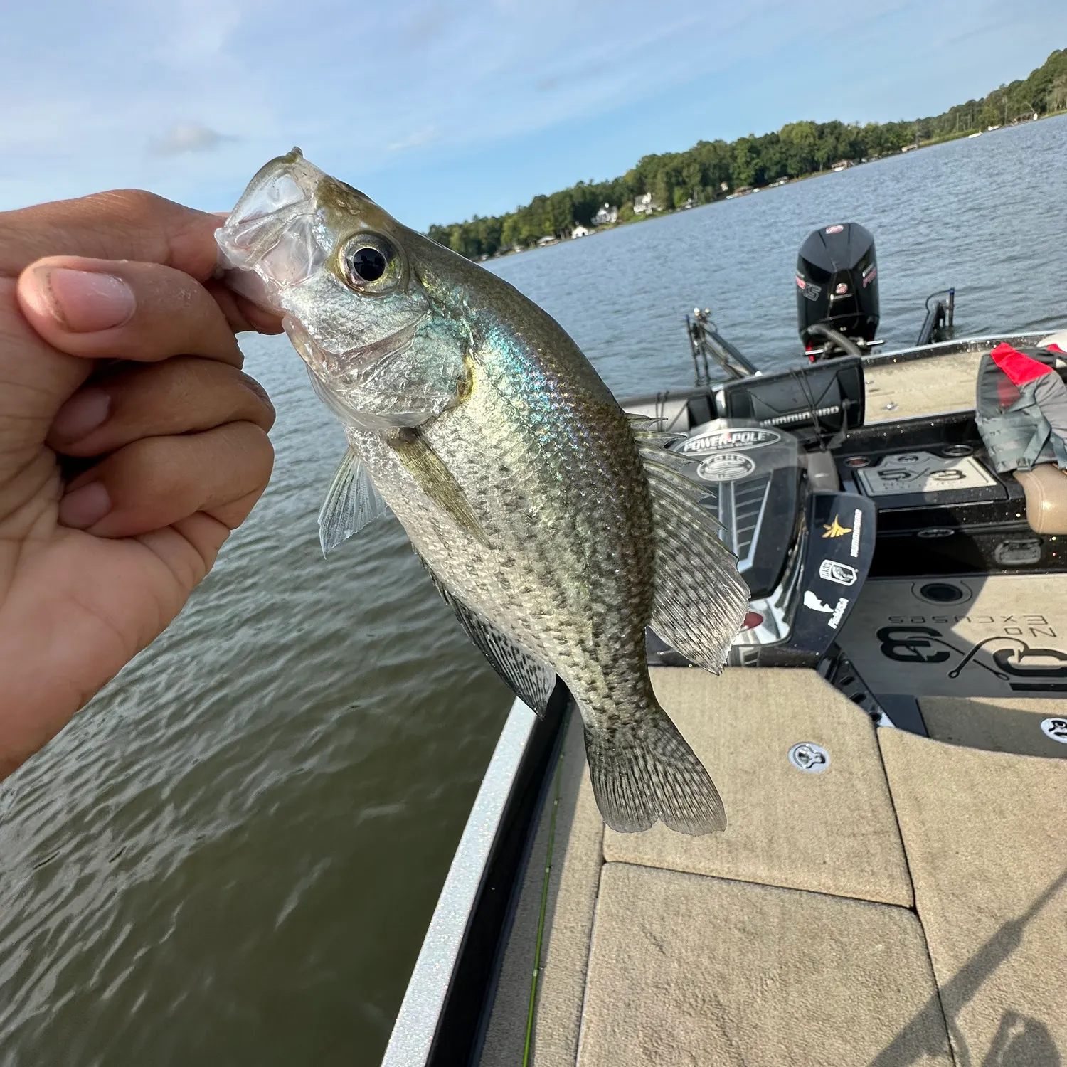 White crappie caught on Fishbrain