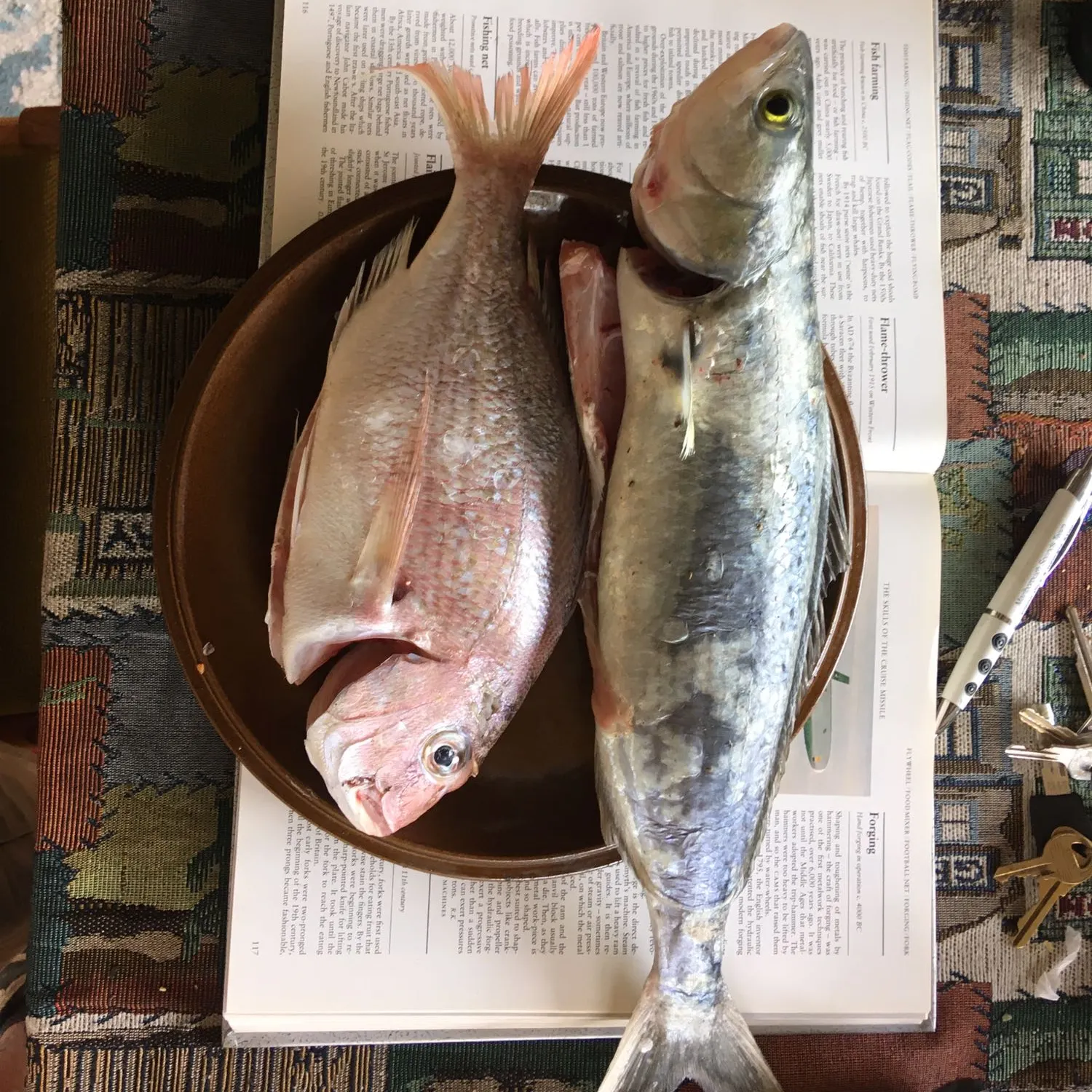 recently logged catches