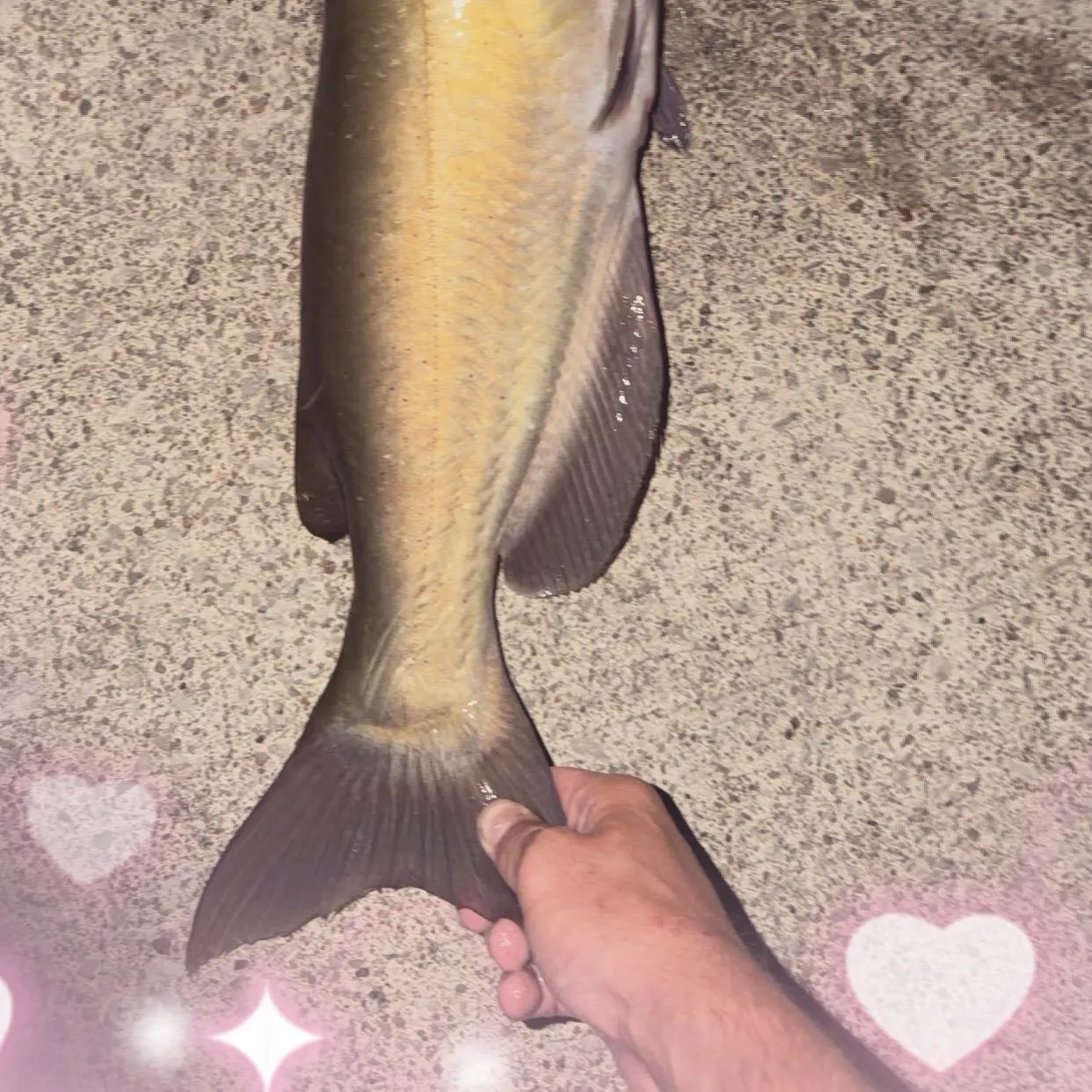 Channel catfish caught on Fishbrain