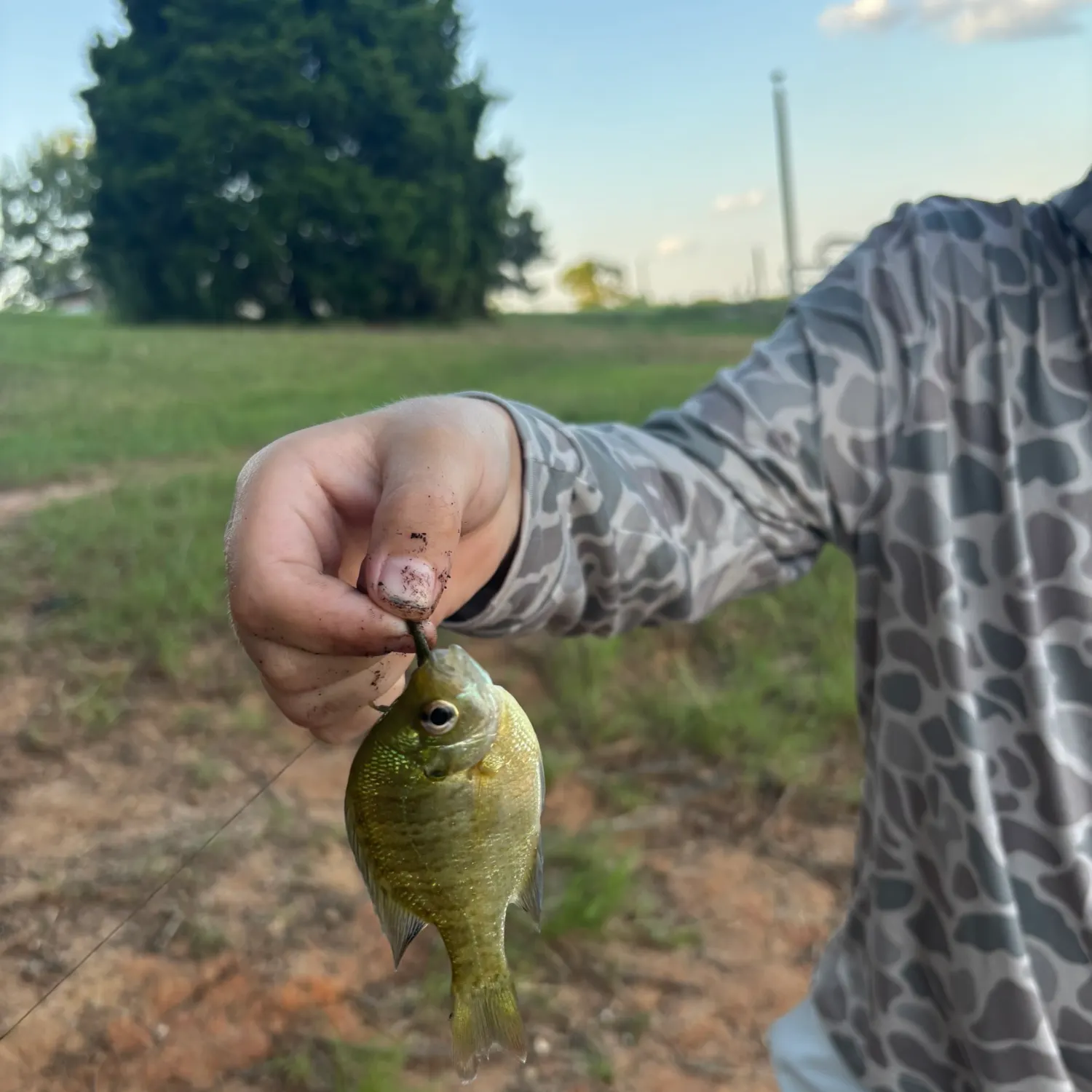 Bluegill caught on Fishbrain