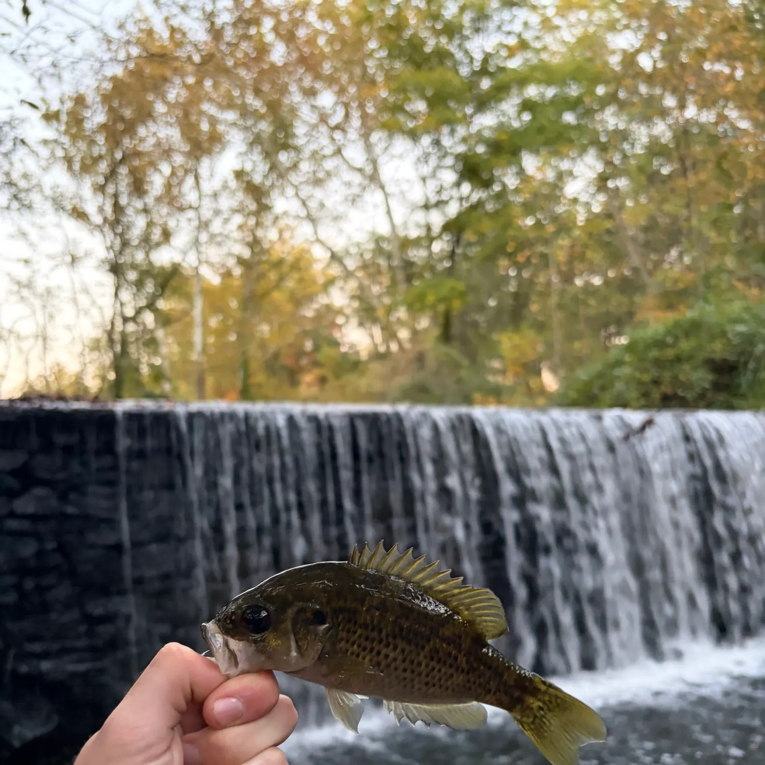 Rock bass caught on Fishbrain