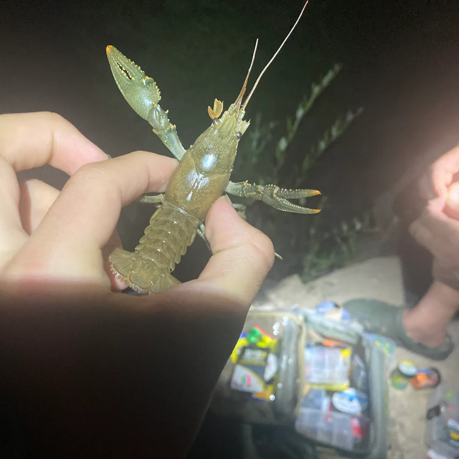 The most recent Virile crayfish catches on Fishbrain