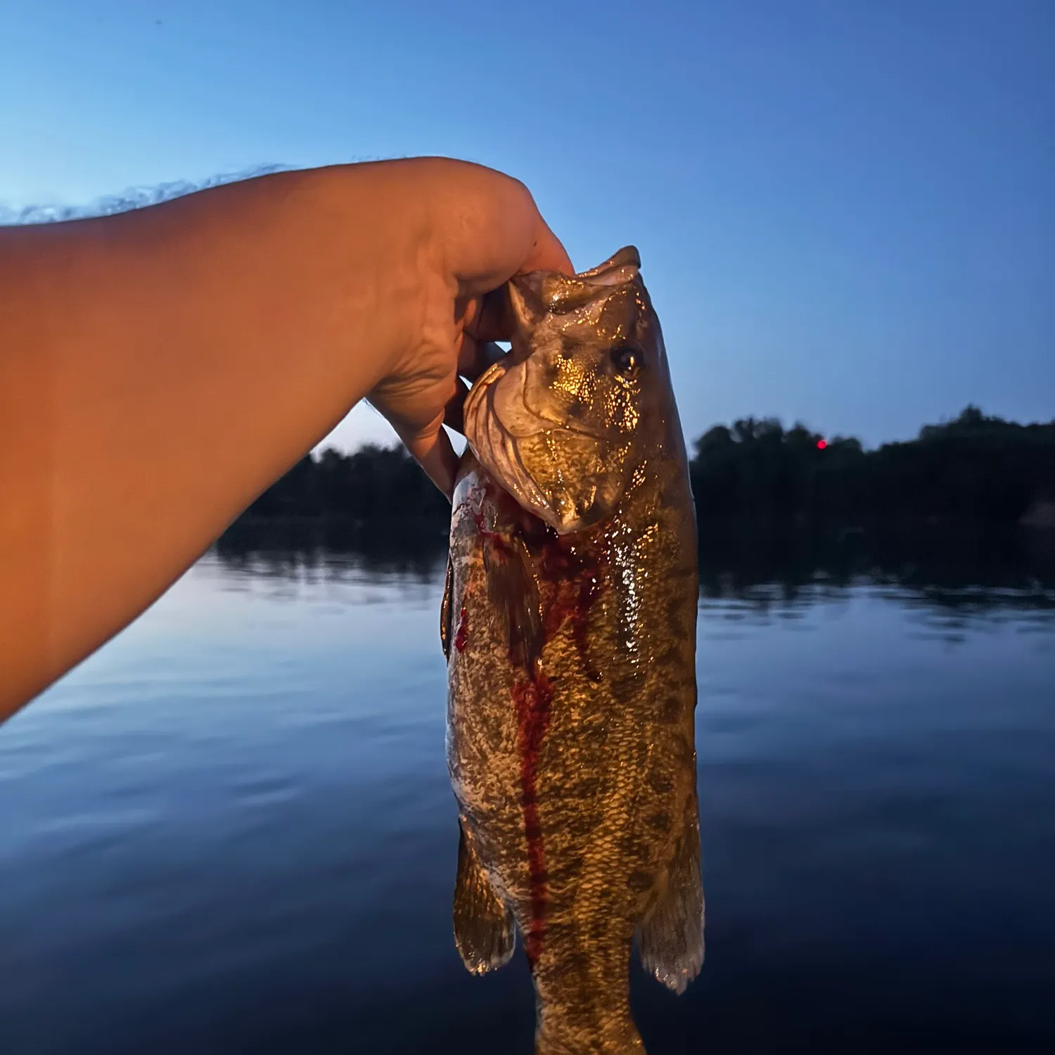 The most recent Tautog catches on Fishbrain