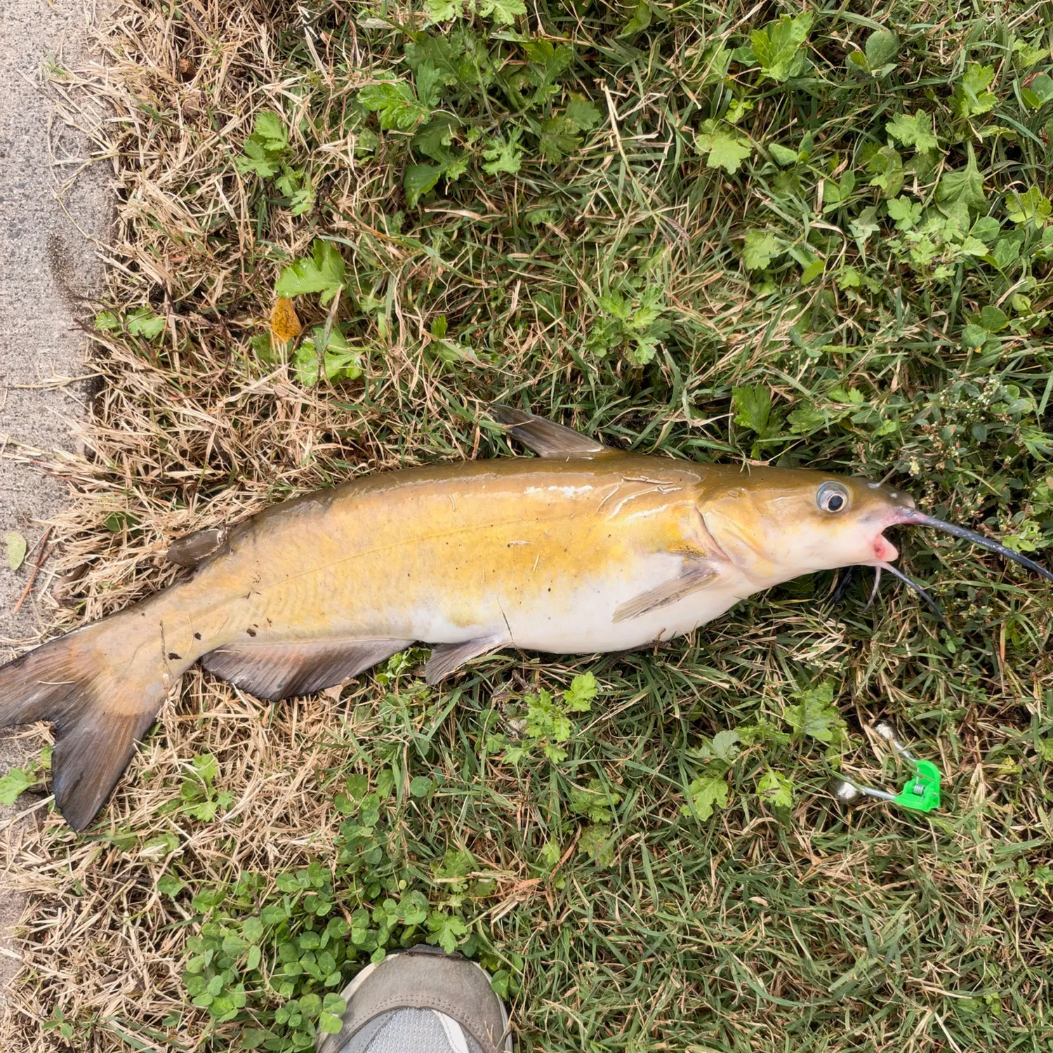 Channel catfish caught on Fishbrain