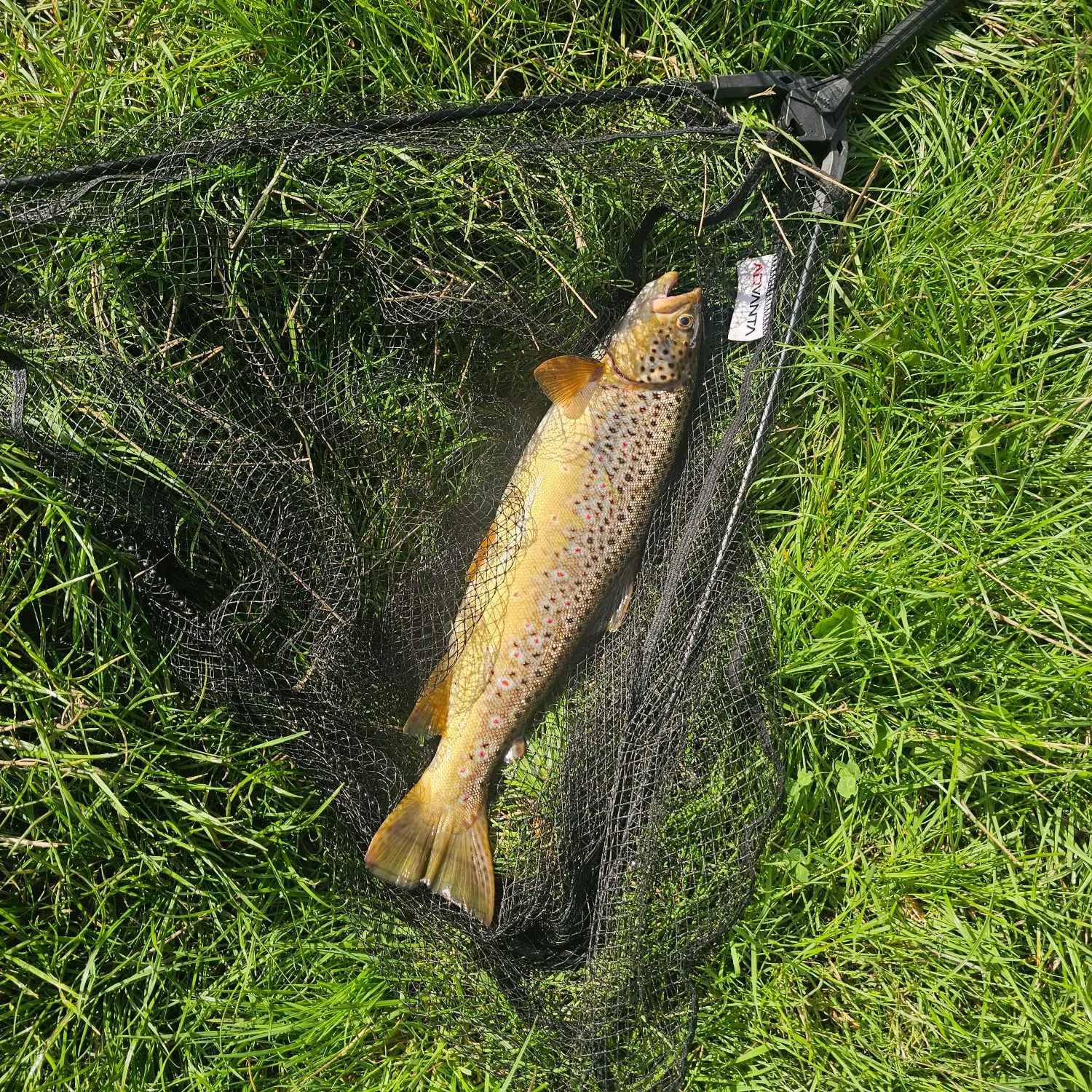 Brown trout caught on Fishbrain