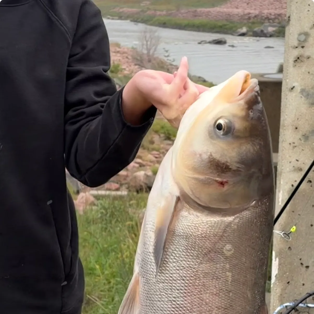 Silver carp caught on Fishbrain