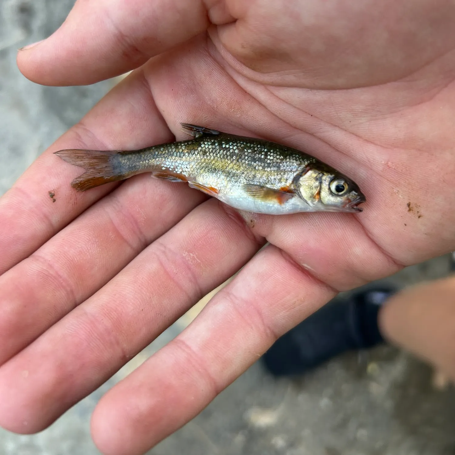 The most recent California roach catches on Fishbrain