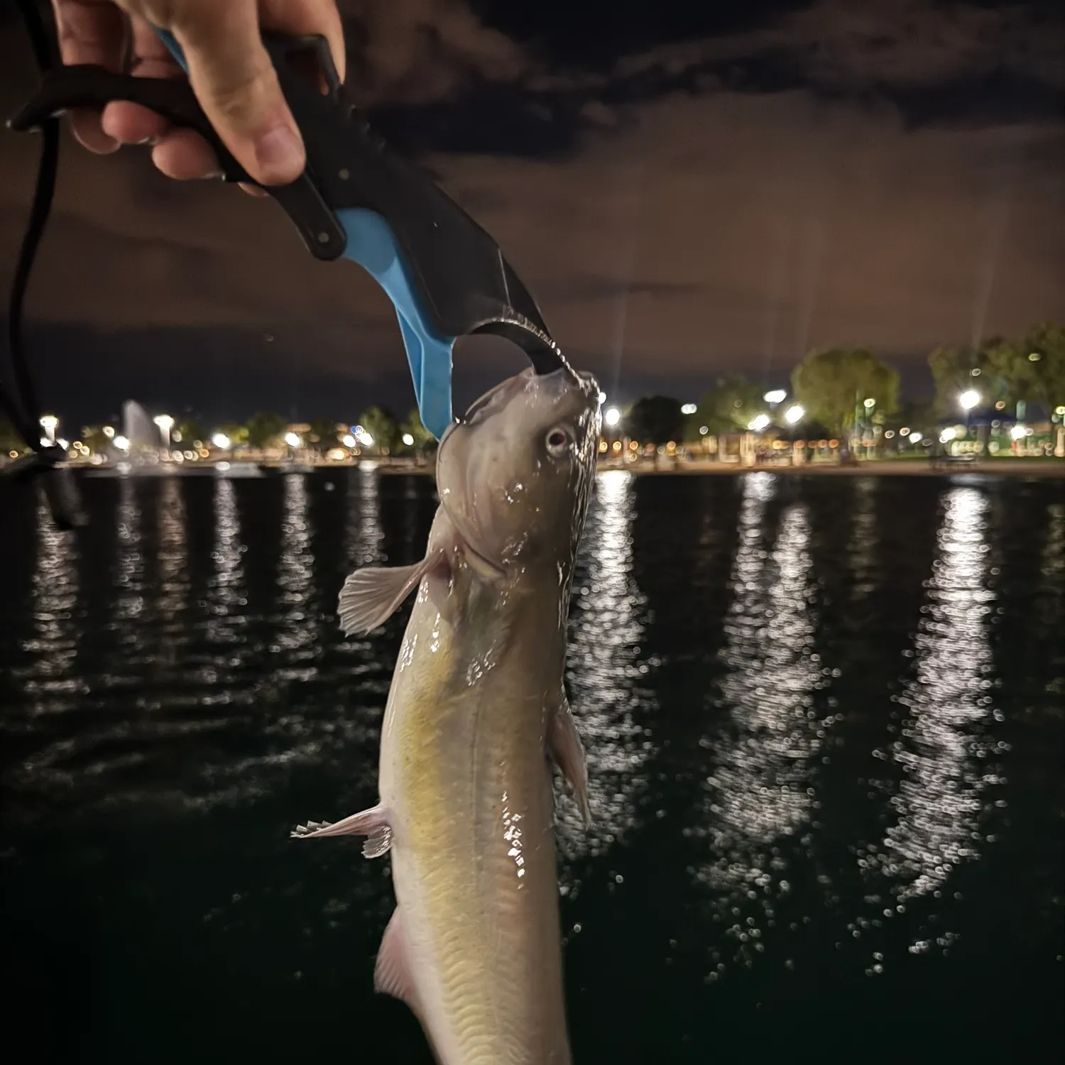 Channel catfish caught on Fishbrain