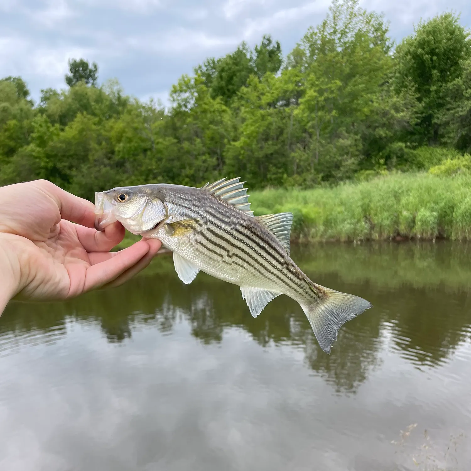 angler catch