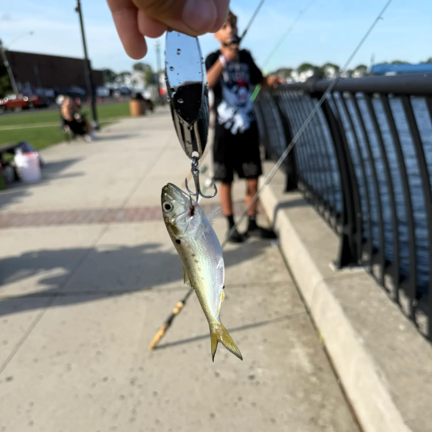 Atlantic menhaden caught on Fishbrain