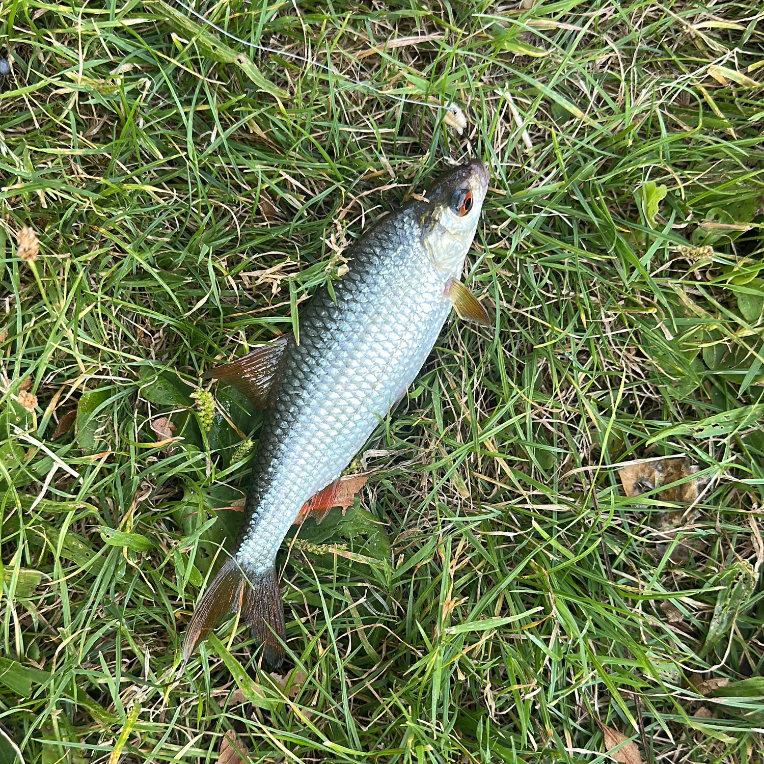 Common roach caught on Fishbrain