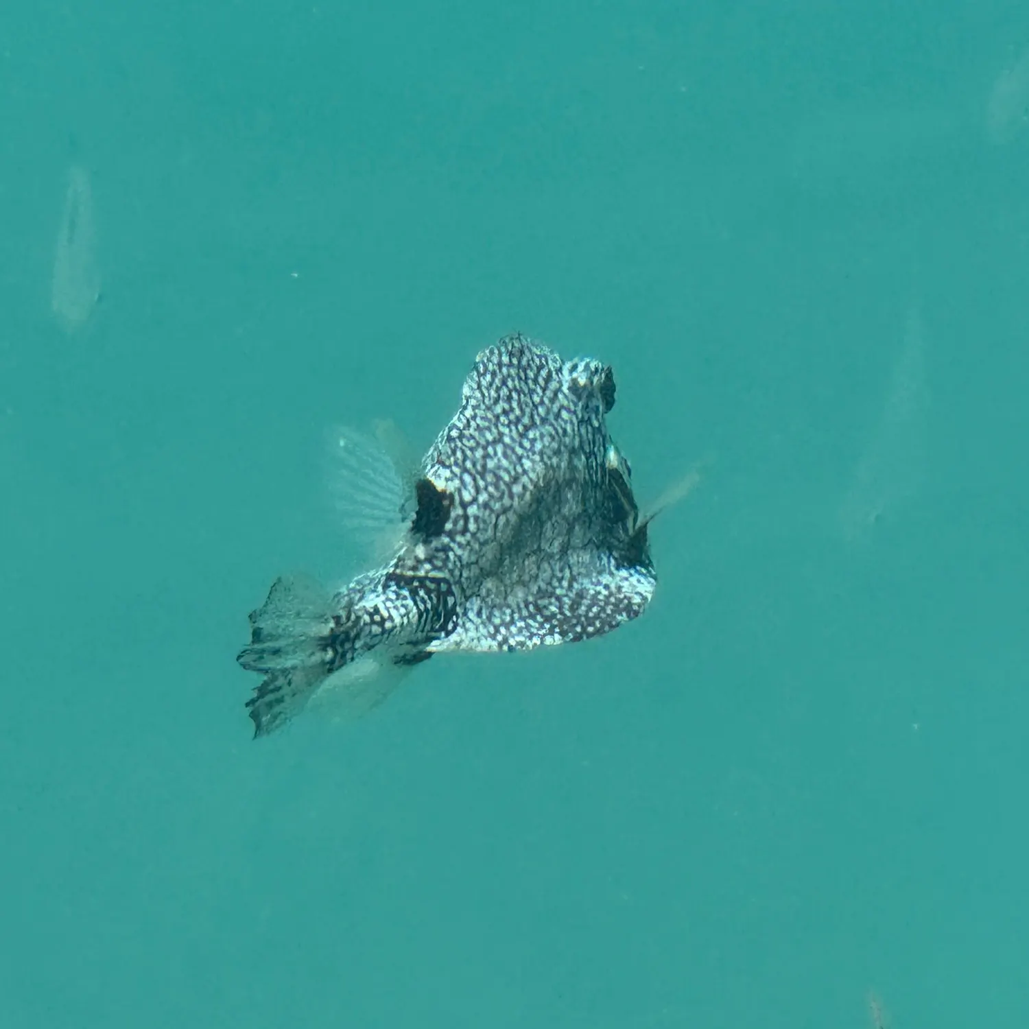 The most popular recent Fantail filefish catch on Fishbrain