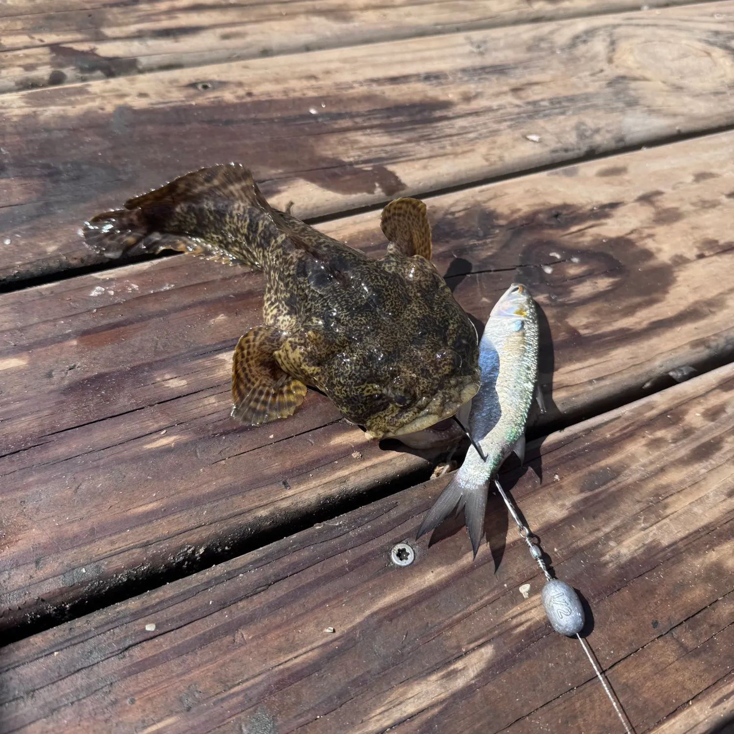 Gulf toadfish caught on Fishbrain