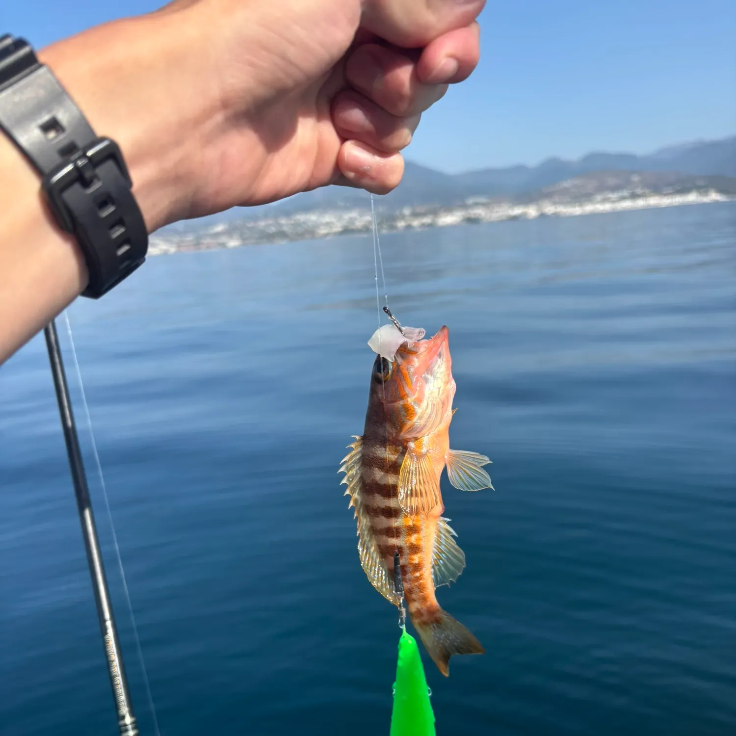 The most recent Comber catches on Fishbrain