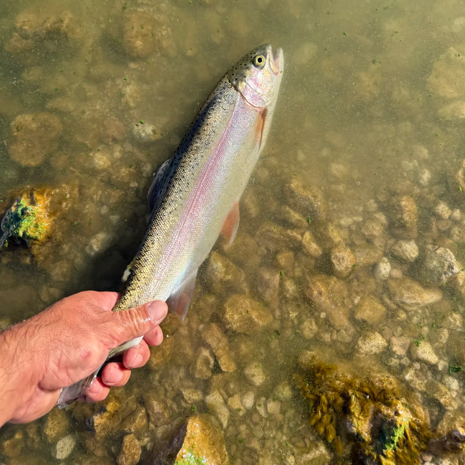 Fish caught on Fishbrain