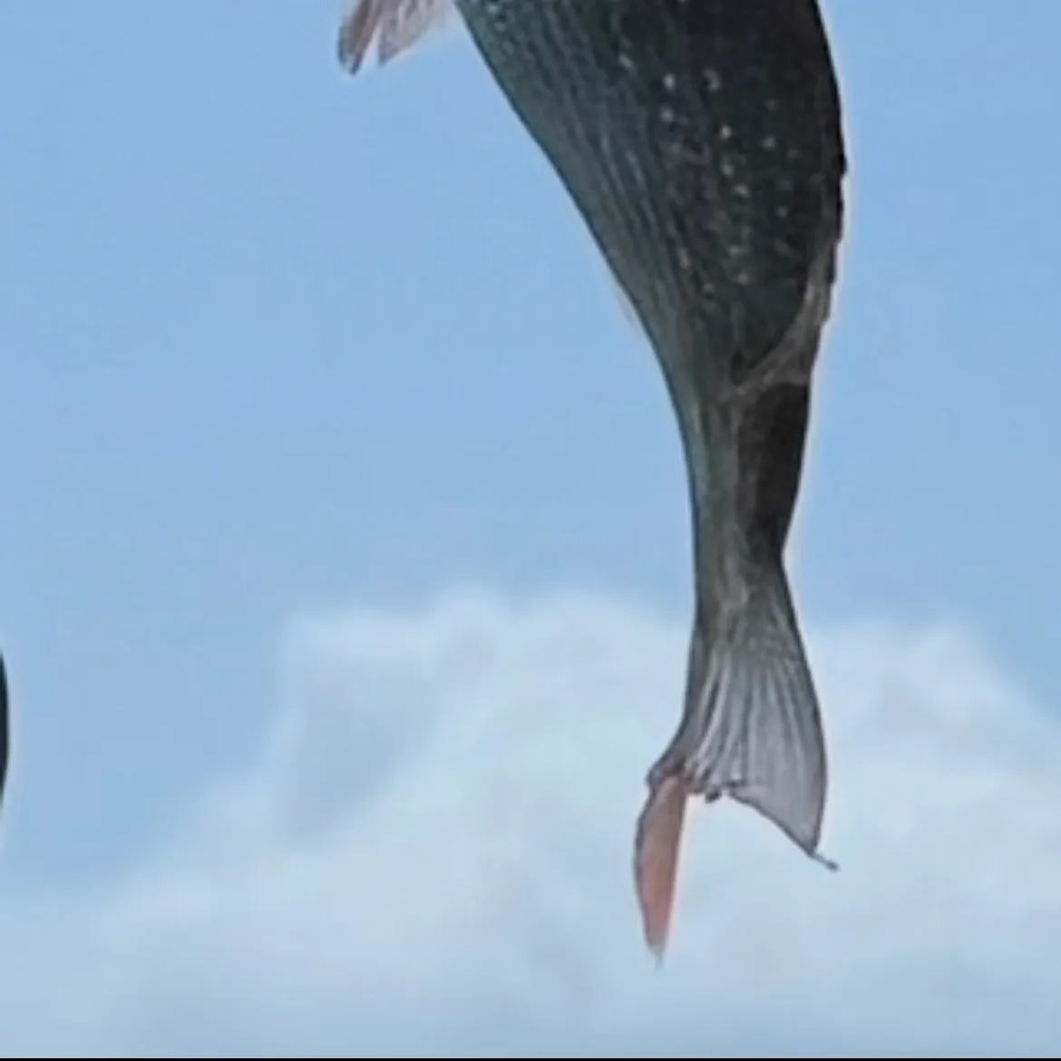 The most recent Goldlined seabream catches on Fishbrain