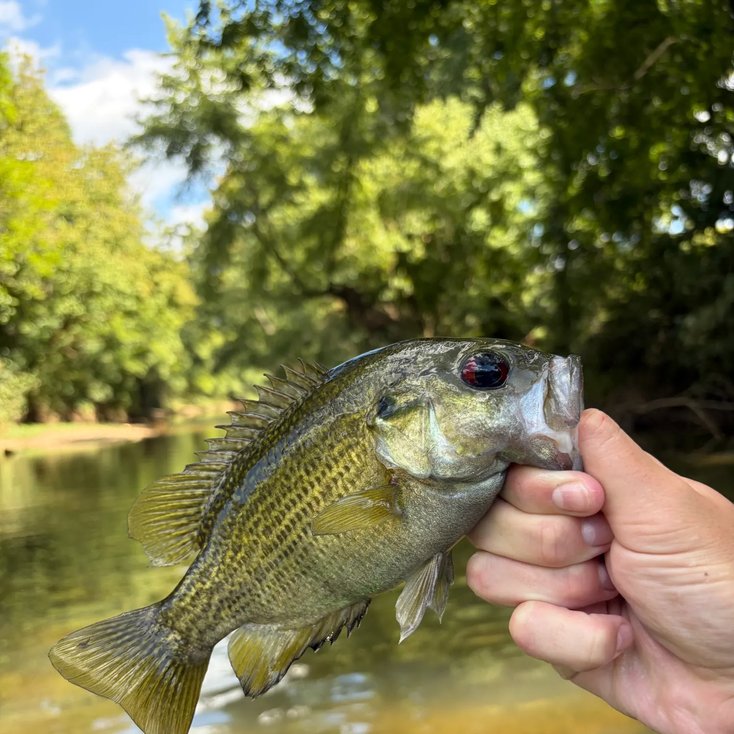 Rock bass caught on Fishbrain