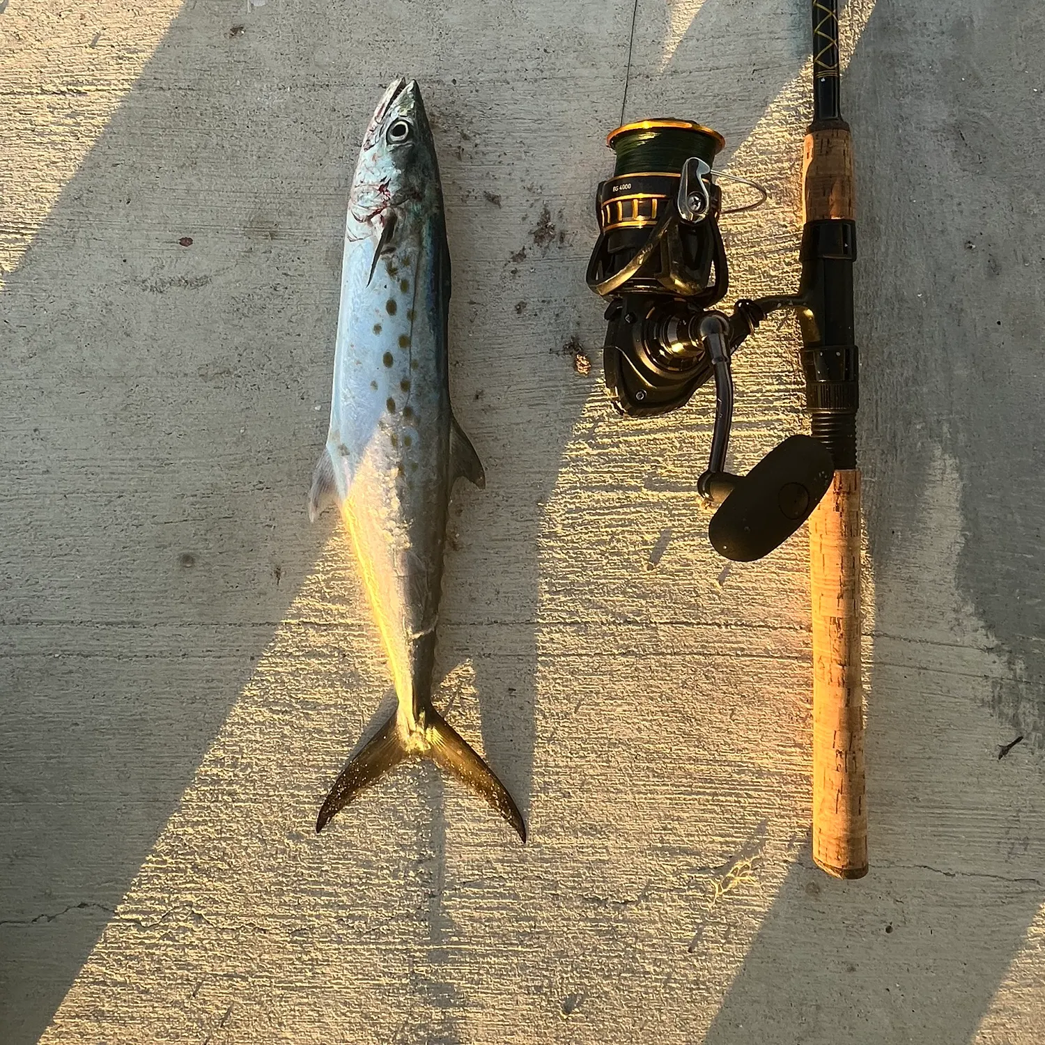 The most recent Spanish mackerel catches on Fishbrain