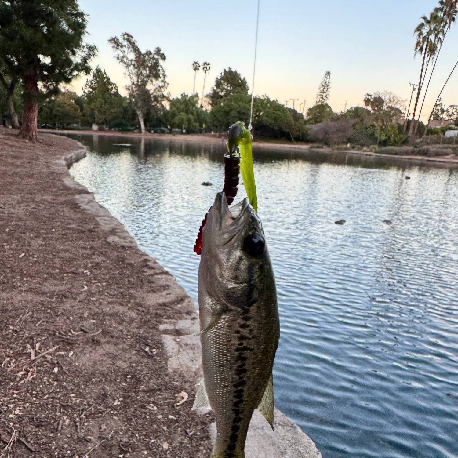 Largemouth bass caught on Fishbrain