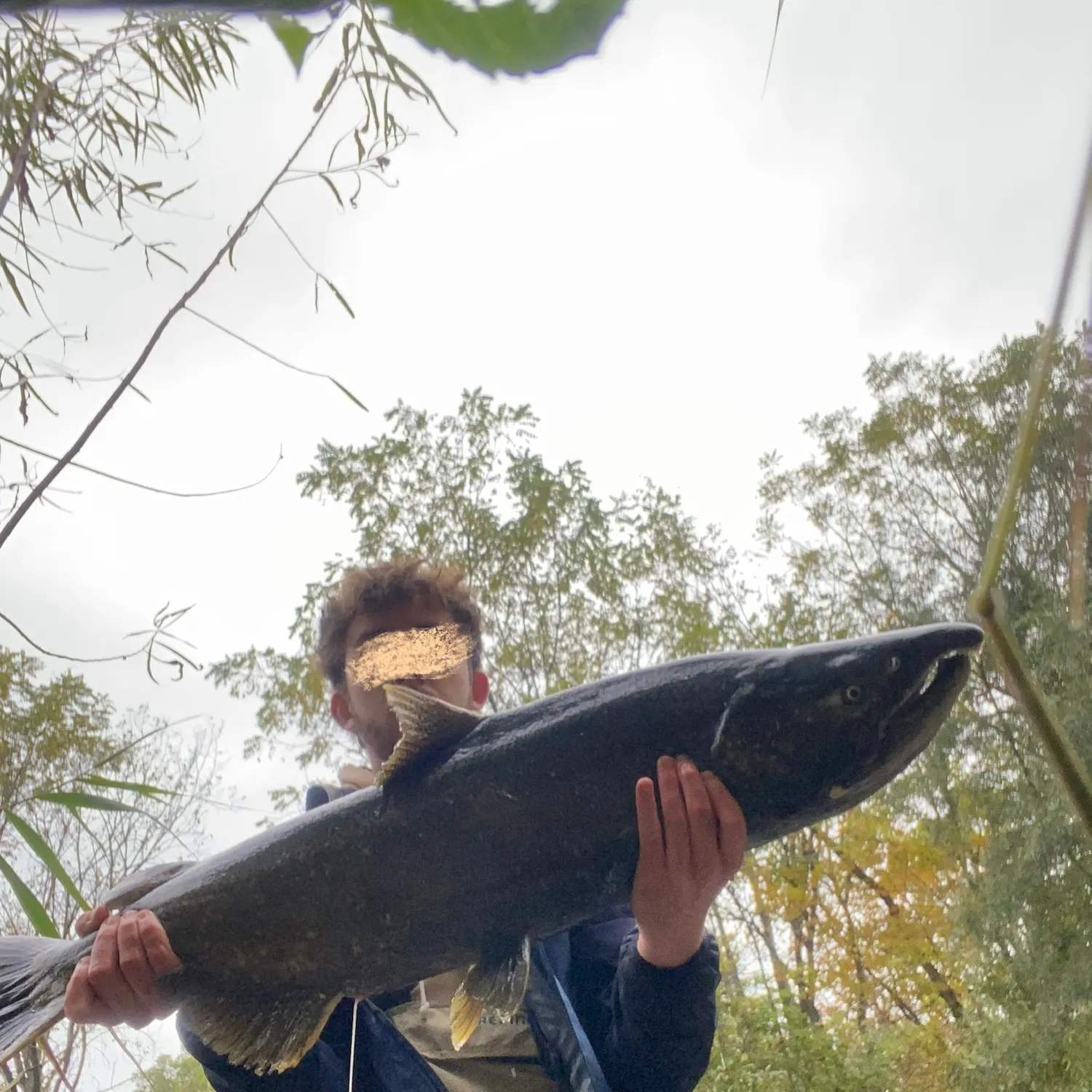Chinook salmon caught on Fishbrain