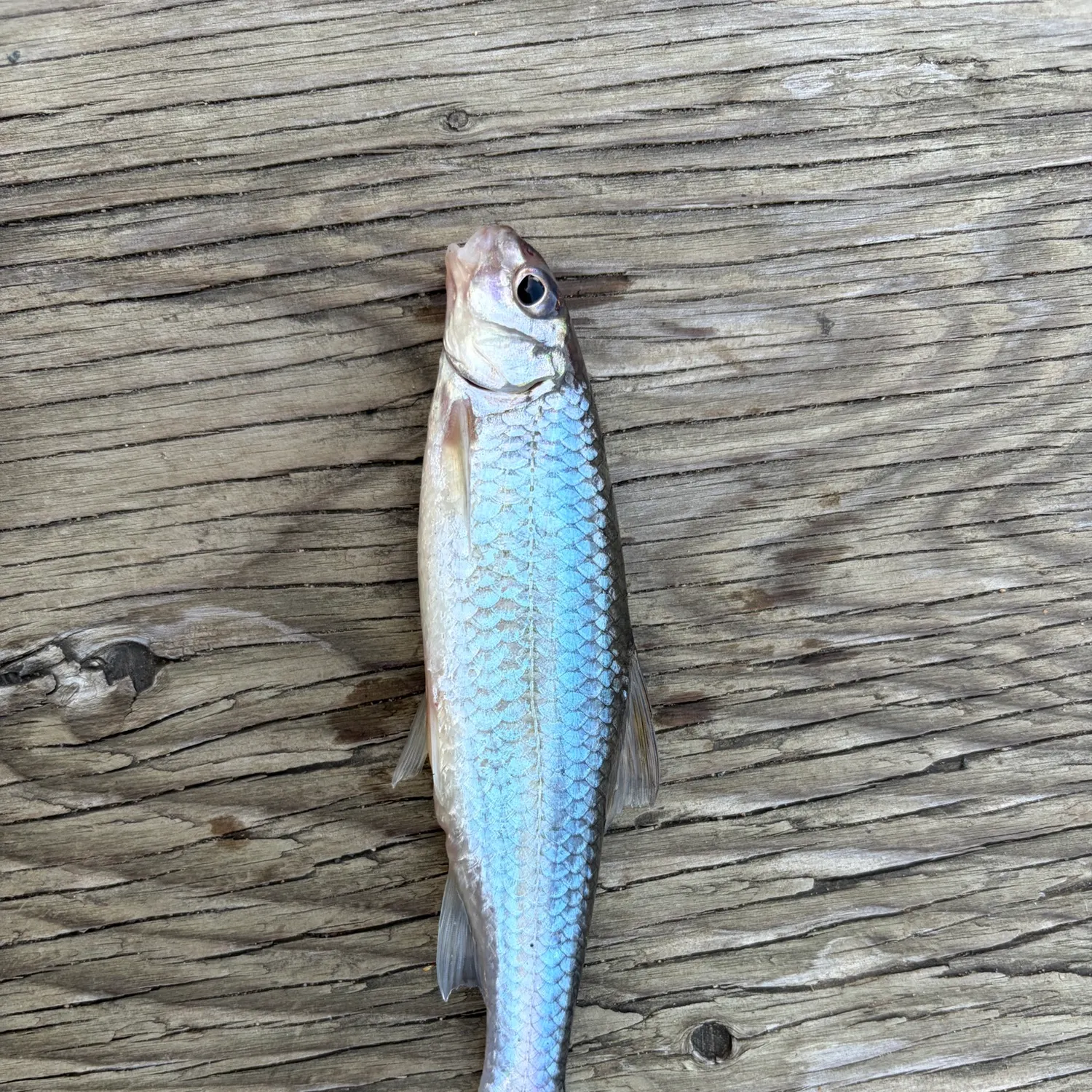 The most recent Silver chub catches on Fishbrain