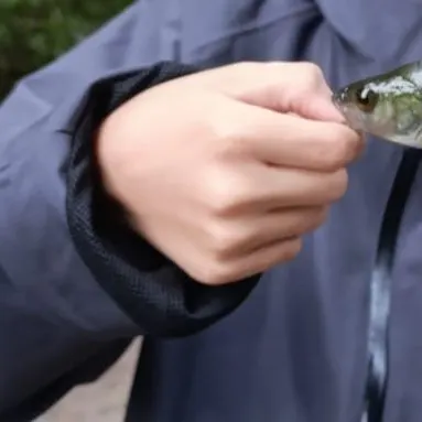 European perch caught on Fishbrain
