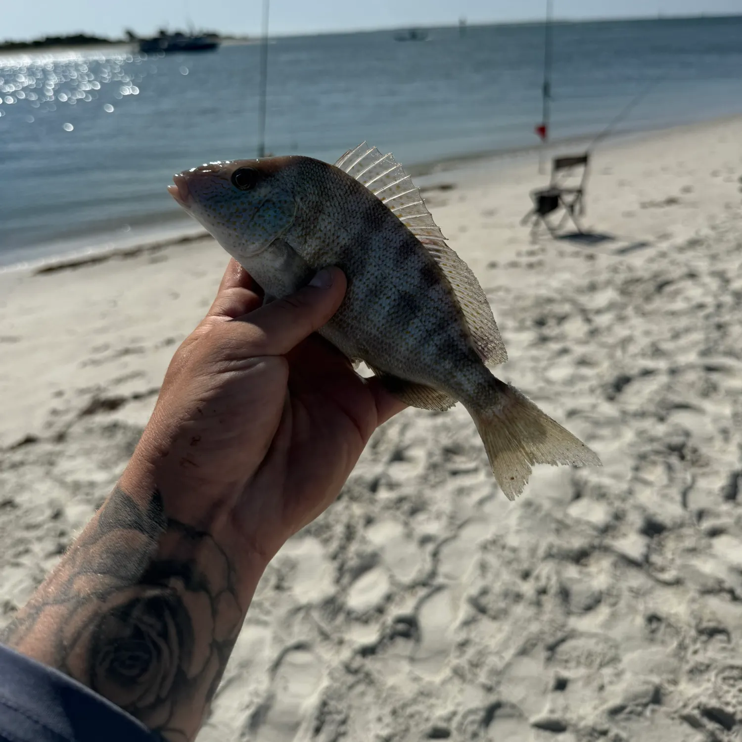 most liked catch image