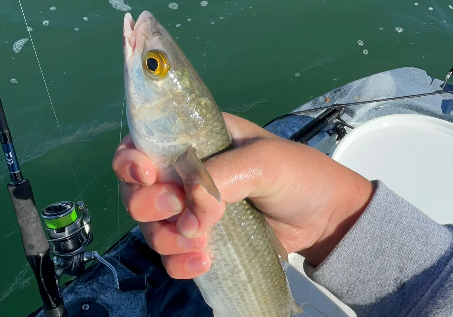 Sand flathead