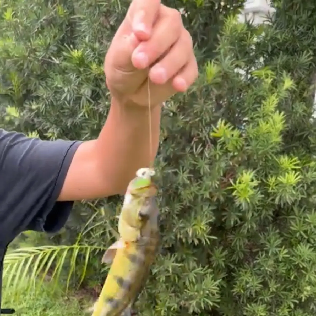Butterfly peacock bass caught on Fishbrain
