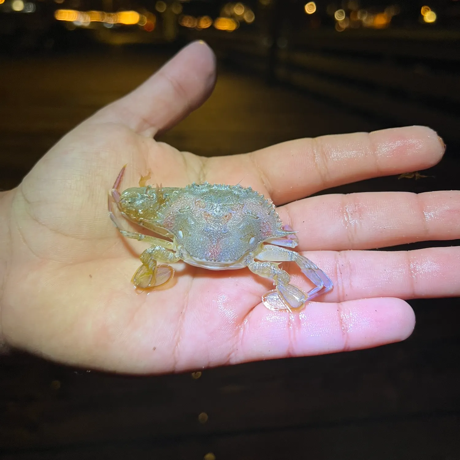 The most recent Blue swimmer crab catches on Fishbrain