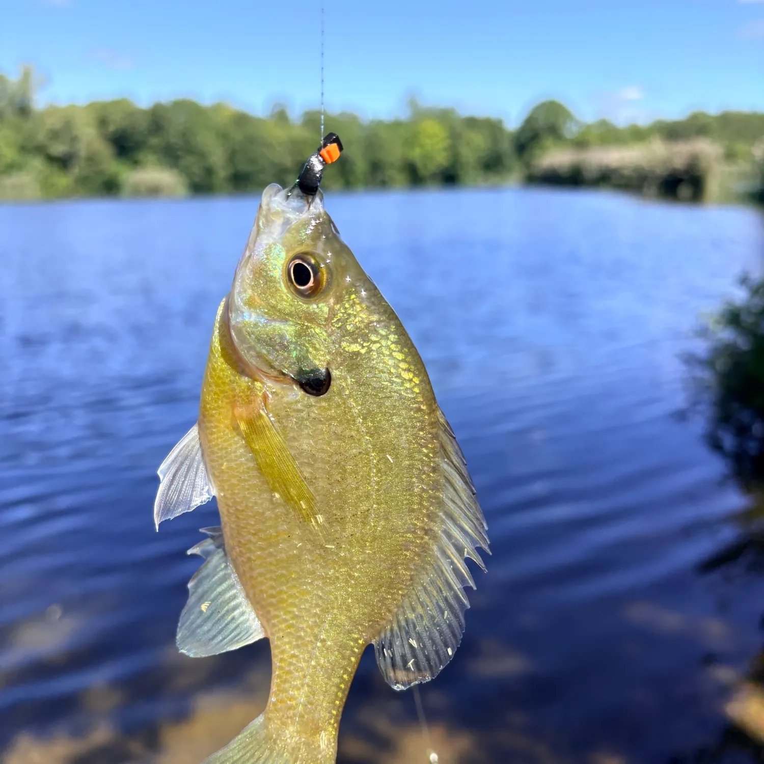 Redbreast sunfish caught on Fishbrain