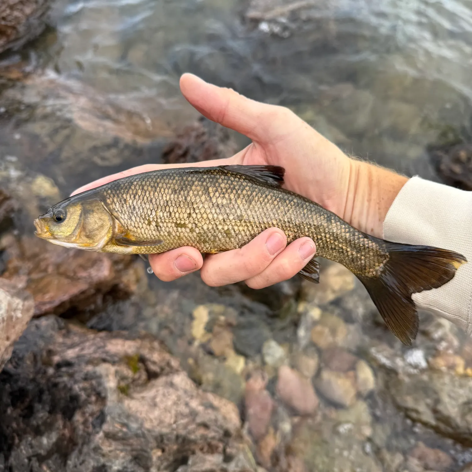 The most recent Utah chub catches on Fishbrain