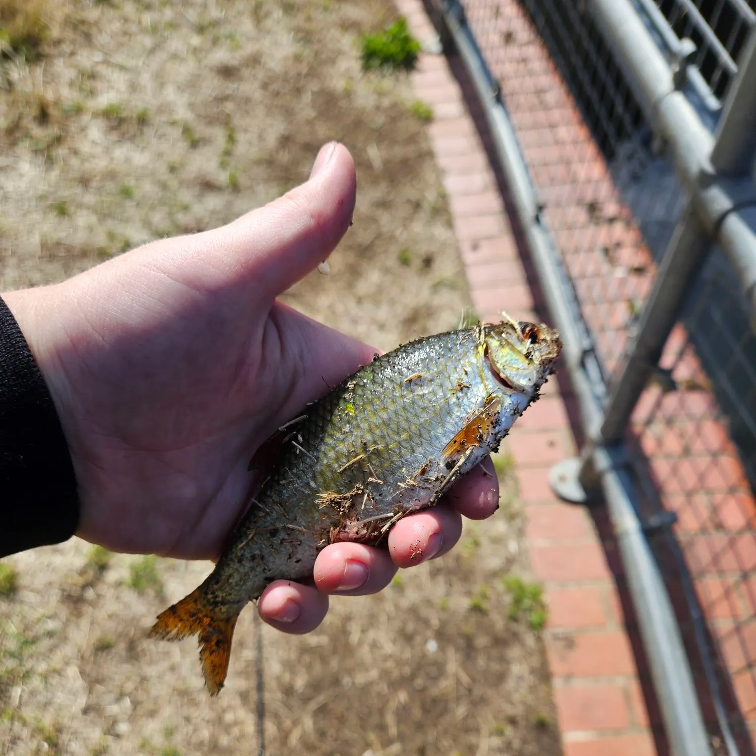 Fish caught on Fishbrain