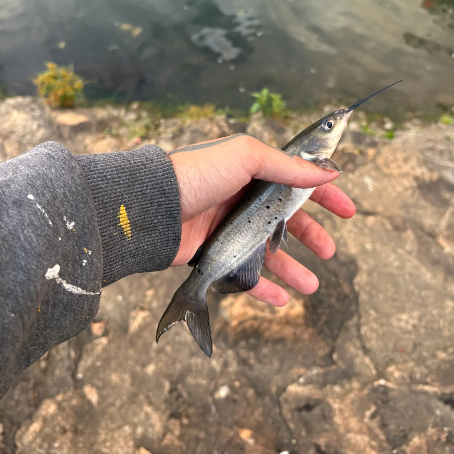 Channel catfish caught on Fishbrain