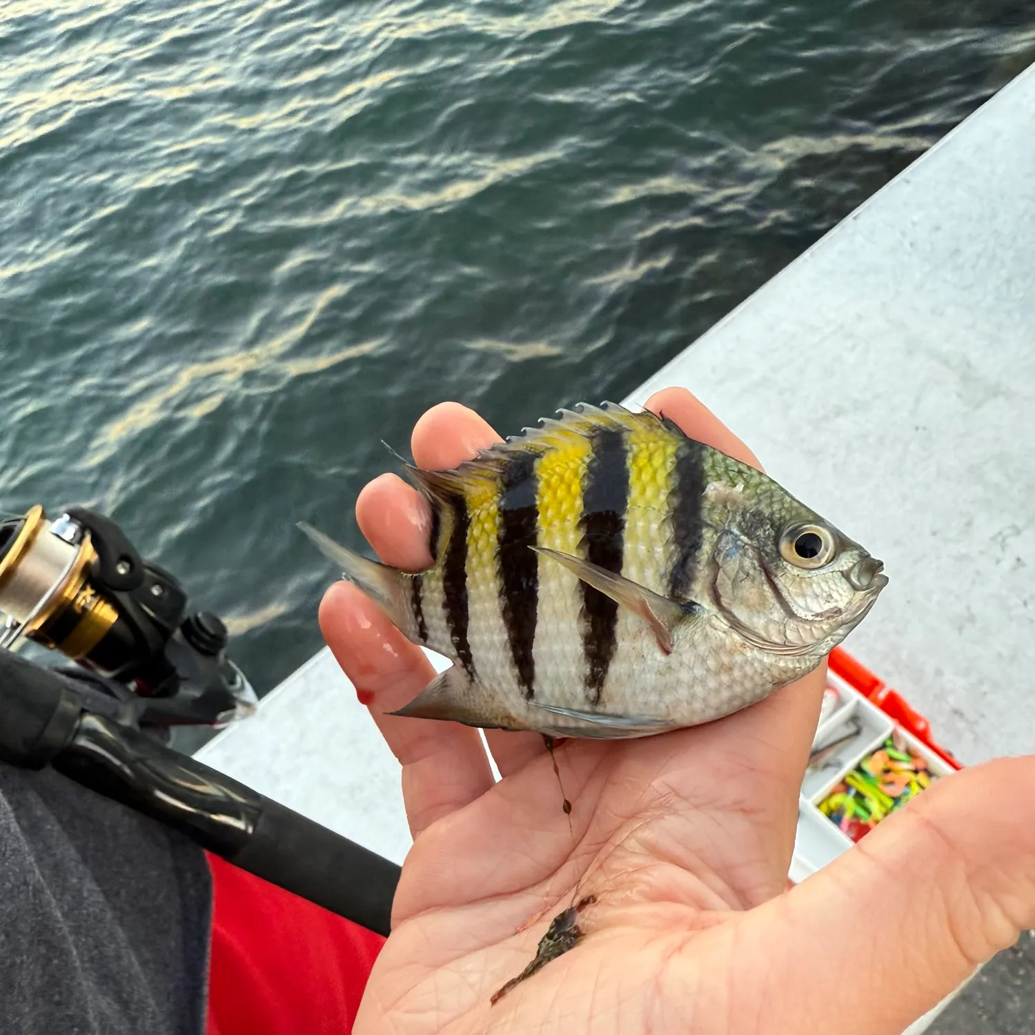 The most recent Sergeant-major catches on Fishbrain