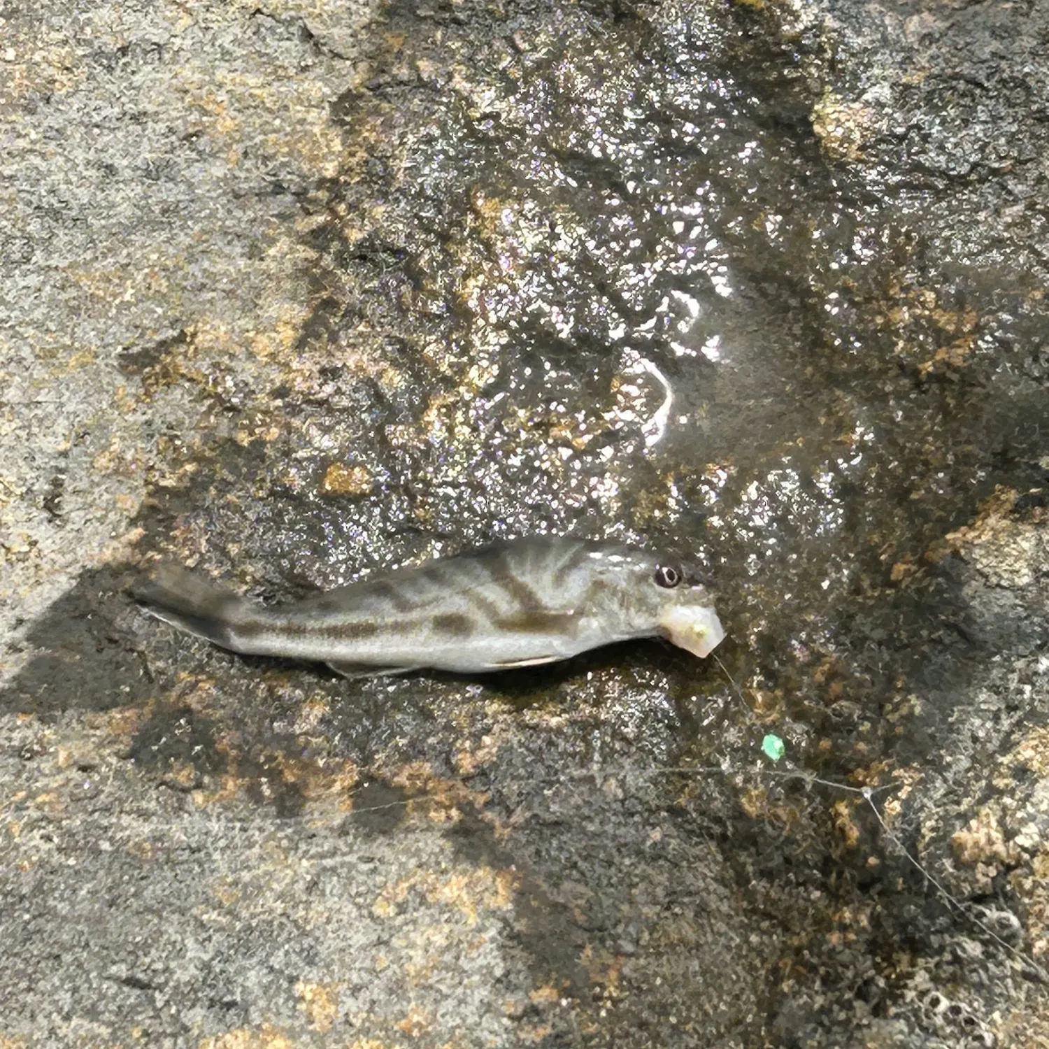 The most recent Mackerel scad catches on Fishbrain