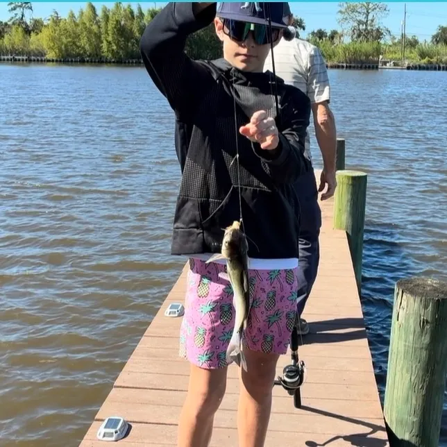 Channel catfish caught on Fishbrain
