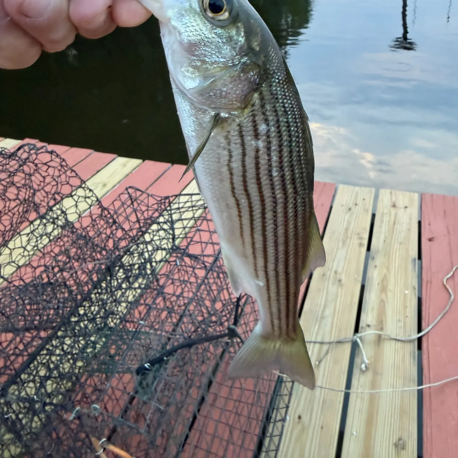 Striped bass caught on Fishbrain